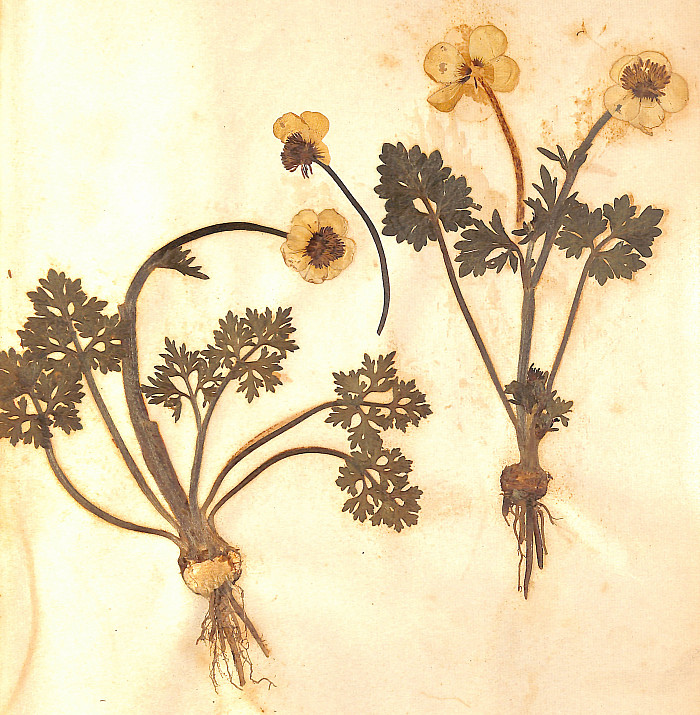 Herbarium sample from the Ursinusiana collection.