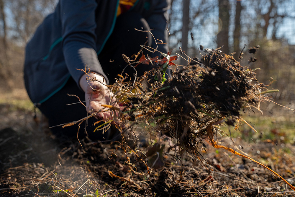 taking root dirt photo