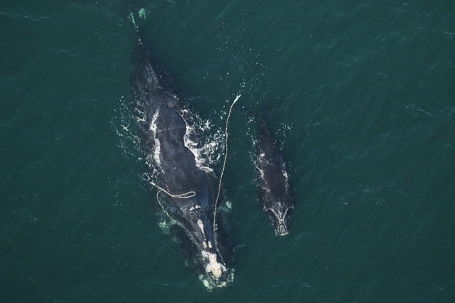 An entangled right whale known as Snow Cone and her calf, sighted 12 miles off Fernandina Beach, ...