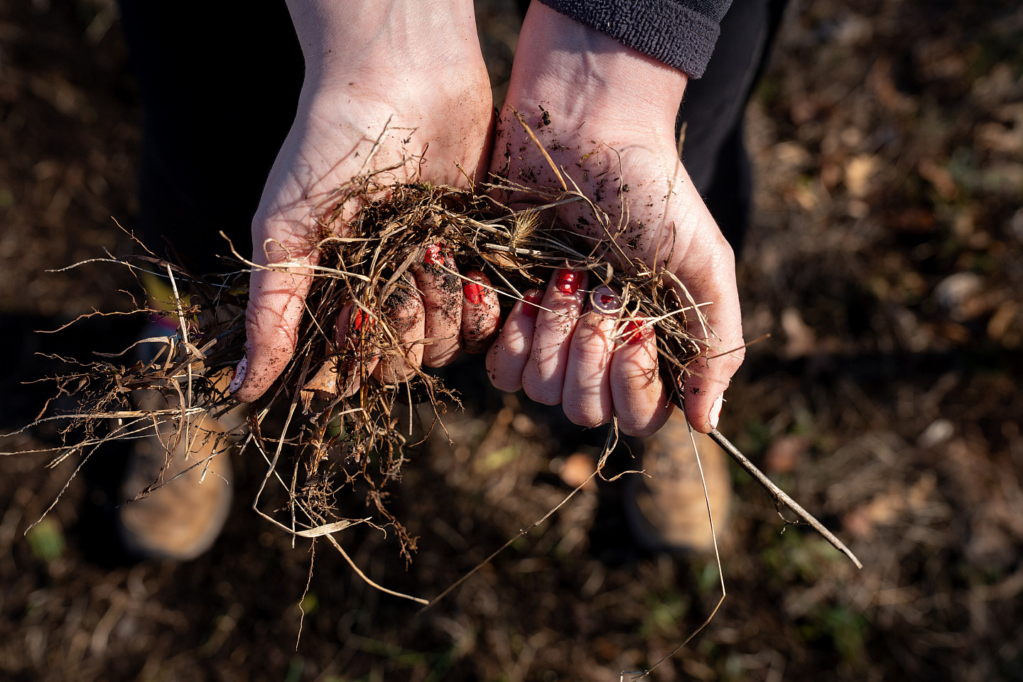 Taking Root cover