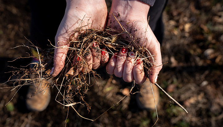 Taking Root cover