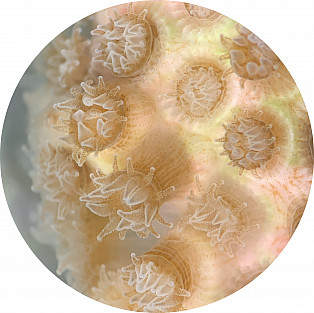 This photo of coral was selected from a pool of art/photo submissions of species in the MBL March...