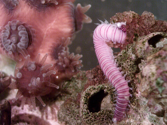 Photo of polychaete worm on coral Astrangia poculata by Hannah Merges who is doing her honors research on the response of this coral to higher temperatures and lower salinities.