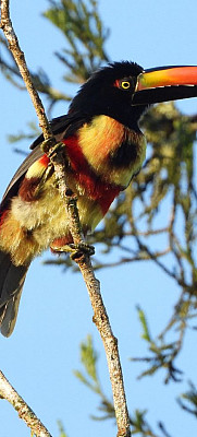 Gallery 12: Fiery billed aracari