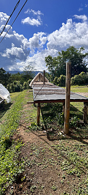 Gallery 12: Coffee-beans drying