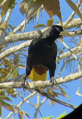 Gallery 10: Crested Oropendola