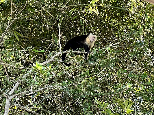 Gallery 2: White faced capuchin