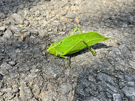 Gallery 3: Katydid