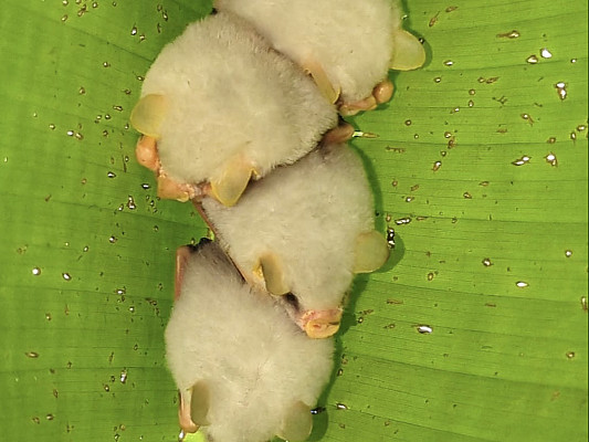 Gallery 7: White-tent-making-bats