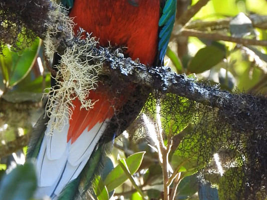 Gallery 9: Resplendent Quetzal