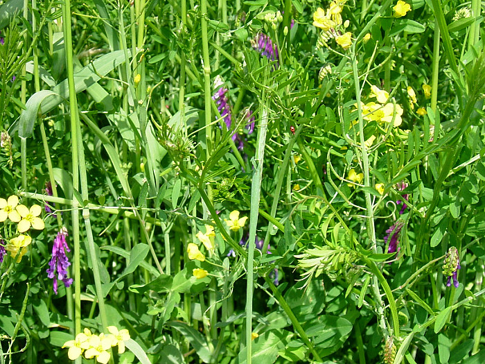 A cover crop mixture.