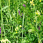 A cover crop mixture.