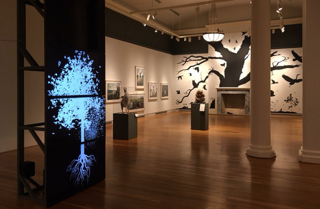 Installation view of Rare Bird