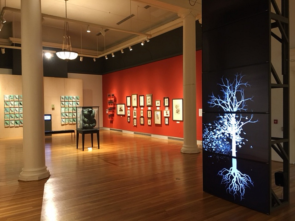 Installation view of Rare Bird