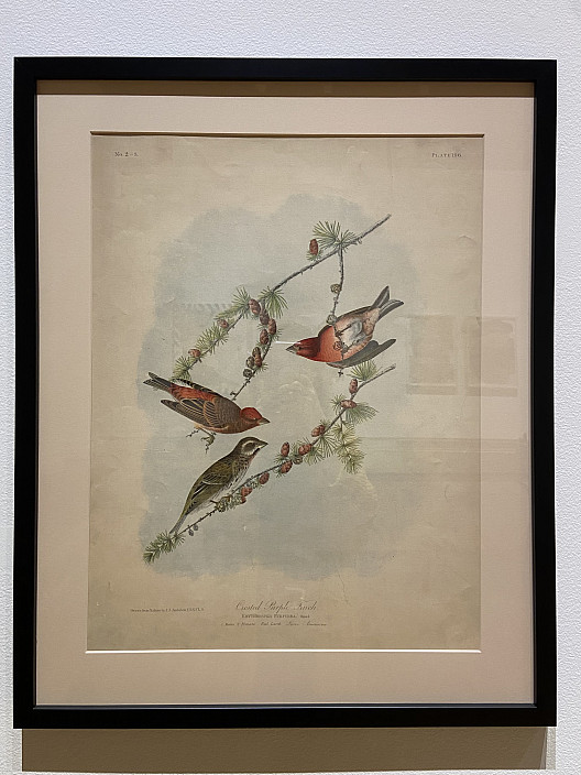 John James Audubon, Purple Finch, n.d.