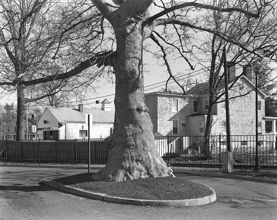 George Tice, Tree in Parking Lot, Freehold, NJ, 2011.