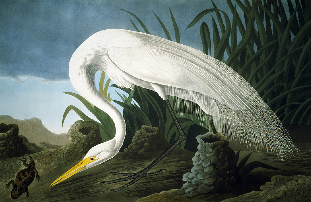 John James Audubon, White Heron, 1837.