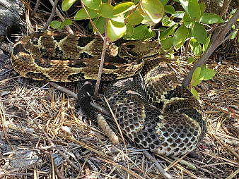 Timber Rattlesnake Reference 3