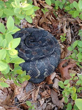 Timber Rattlesnake Reference 1