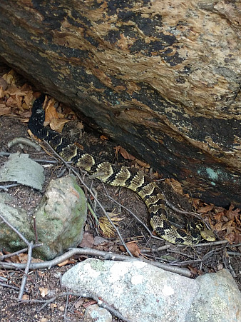 Timber Rattlesnake Reference 2