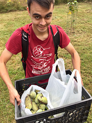 Harvesting pawpaws at a local orchard.