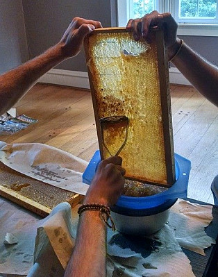 Harvesting honey from the organic farm.