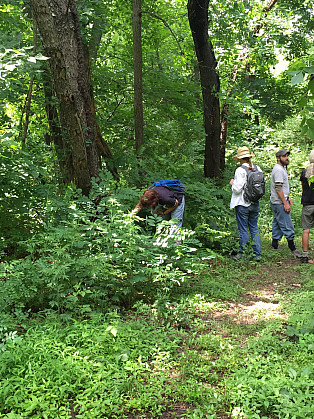 Attendees on a foraging tour of Cobbs Park learn to identify useful plants.