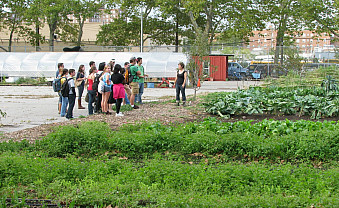 Touring the farm fields of Added Value urban farm in Brooklyn, NY.