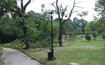 Surveying damage from wind storms to trees in the park.