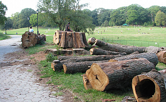 Tree damage from in Prospect Park from a microburst wind storm.