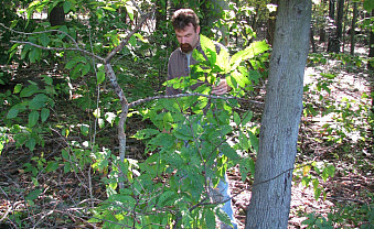 An American chestnut tree.