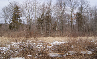 Old fields forest recovery.