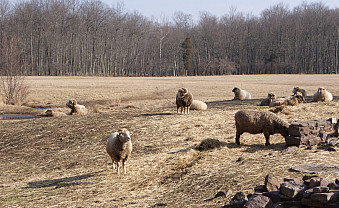 Animal husbandry at the forge.