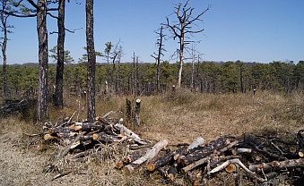 Grassland restoration site.