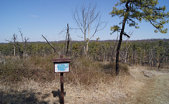 Lone pine amidst the restoration site.