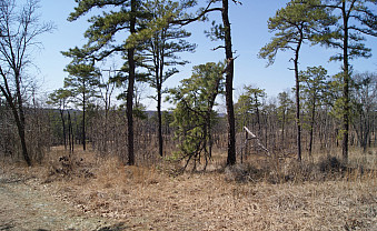 Helping a threatened grassland-forest ecosystem.