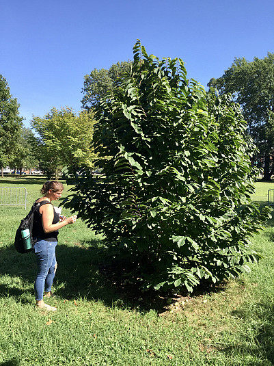 Amanda White inspects an American hazel shrub during a trip to Woodford Mansion to learn about co...