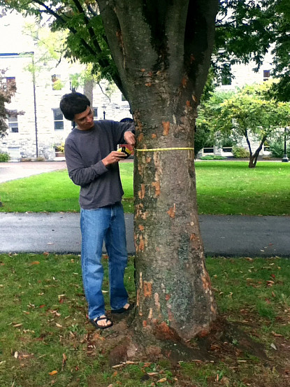 ENV student Amos Almy measures tree diameter for ecosystem services mapping project.