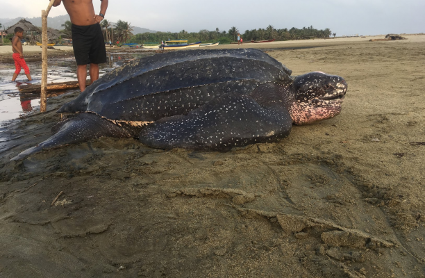 A leatherback sea turtle at Armila Beach Panama where Scott Campbell did his research project.