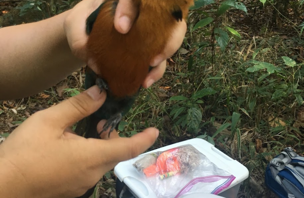 Scott Campbell shows off a Rufous Mot Mot that his group caught while mist netting in Gamboa Panama.