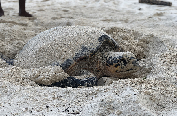 A sea turtle laying eggs on the Caribbean coast (Liz Burke).