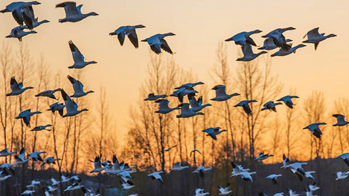 Migration of Geese 