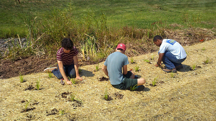 Helping plant wetland species