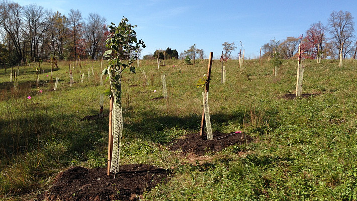 Mulched, staked, and tubed