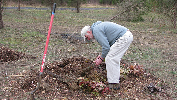 Separating out the bare root tree saplings.