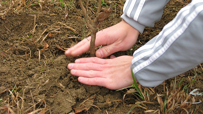 Patting down the soil around a newly planted tree.