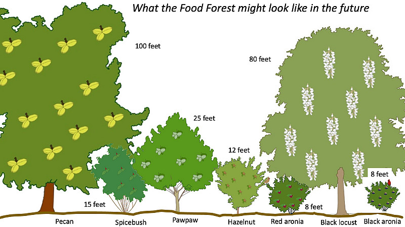 Illustration of food-producing vertical layers at the food forest (Kristen Cooney).