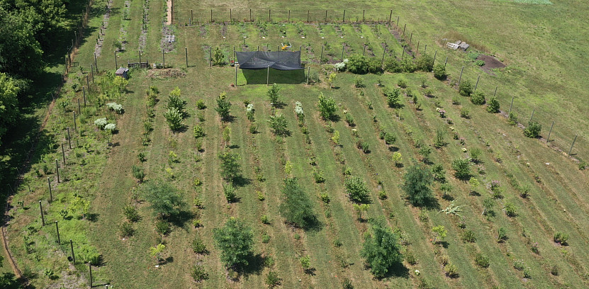 Drone view of the Ursinus Food Forest (July 2022).