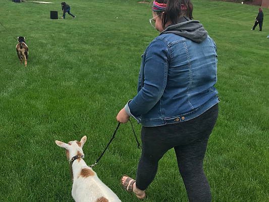 Kait Lawrence '19 walking a therapy goat