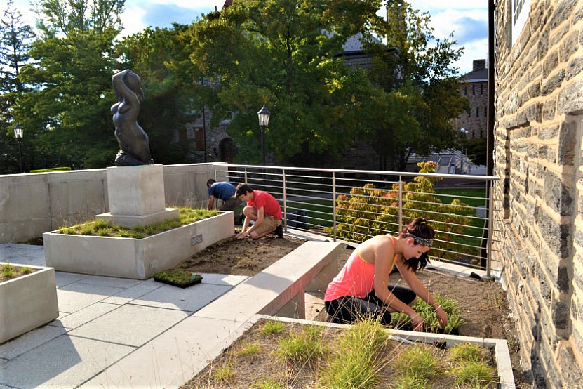 Berman Museum Green Roof Planting